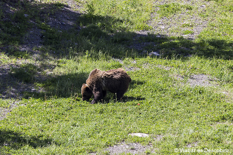 Pujant amb telefèric veiem el primer ós grizzly!