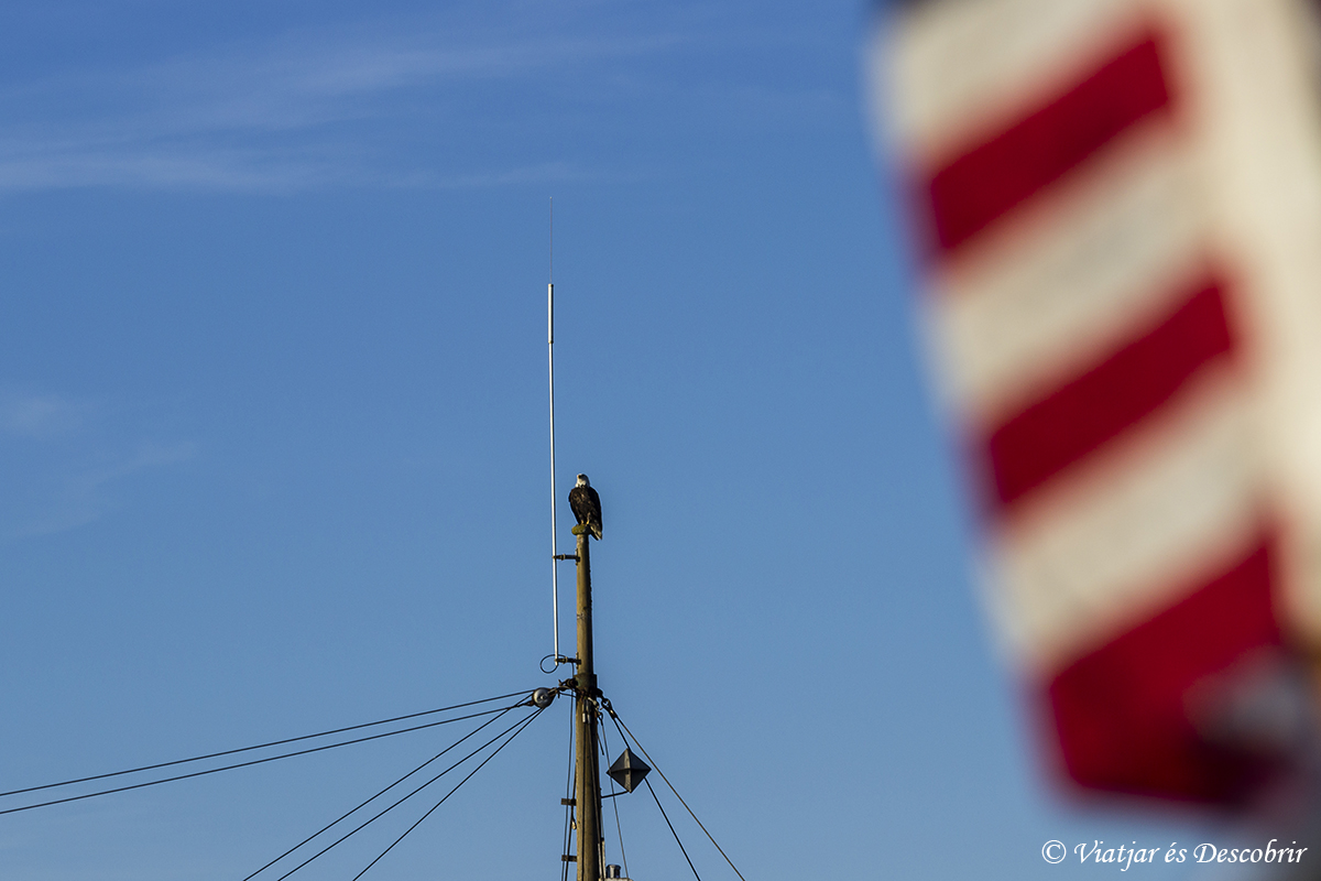 Les Bald Eagle, un dels símbols d'Estats Units i Canadà, es poden veure fàcilment a Port McNeill.