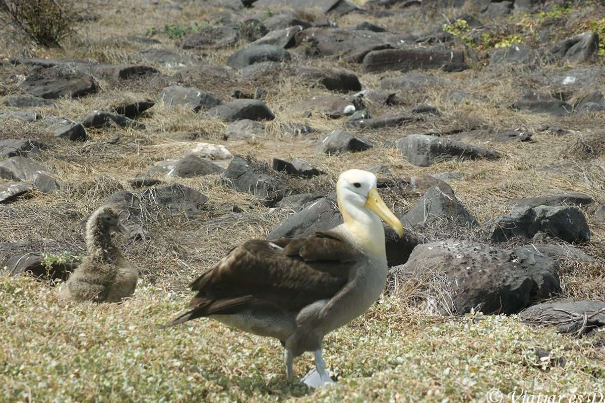 Els albatros, amb la seva elegància, van deixar-nos impressionats.